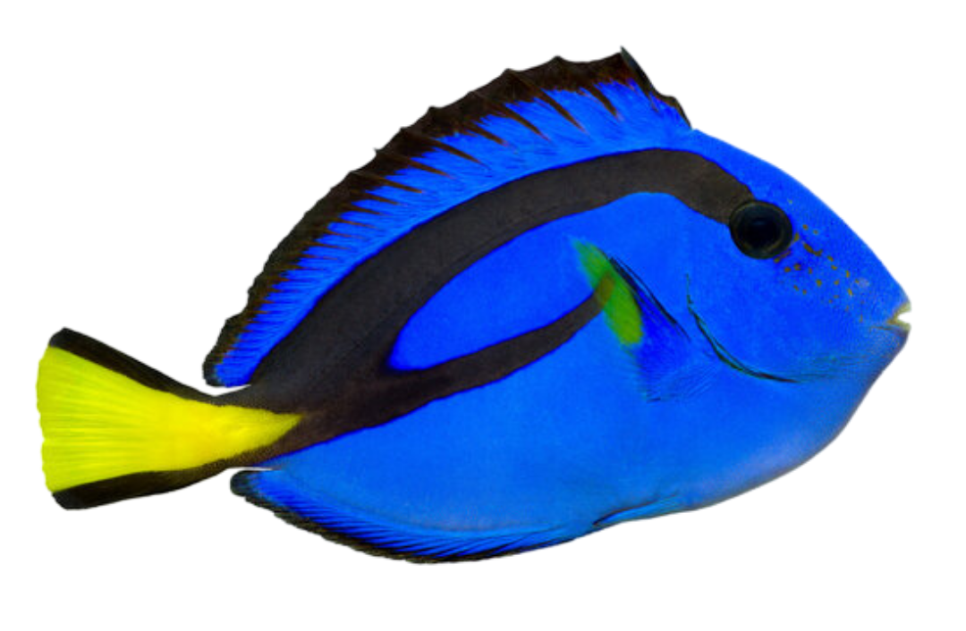 Blue Hippo Tang