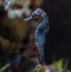 Sea Horse