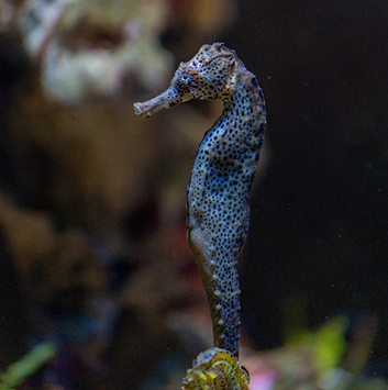 Sea Horse
