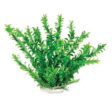 20 Aquatop Hygro Aquarium Plant Green PD-BH10