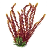 Aquatop Aquatic Supplies 819603014655 Cabomba Fire Aquarium Plant, 20"