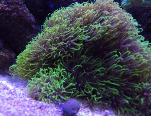 Green Star Polyp Coral