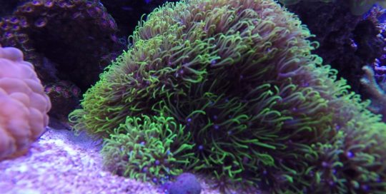 green starburst coral