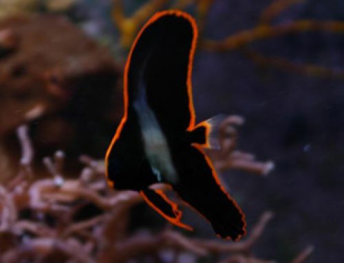 TR Pinnatus Batfish