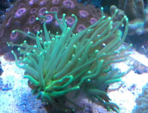 Euphyllia Corals