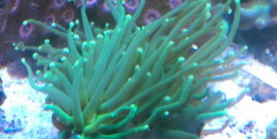 Euphyllia Torch Coral